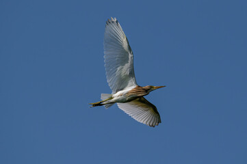 Squacco heron (ardeola ralloides) wild bird flying over water