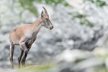 All the elegance of Alpine ibex female in summer season (Capra ibex)