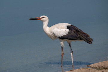 Close up of White stork in spring season (ciconia ciconia)