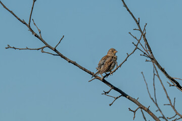 House Sparrow (Passer domesticus ) in natural background