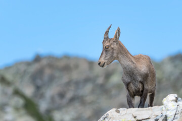 Alpine ibex female on a rock in mountains (Capra ibex)