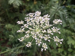 white flowers in the forest