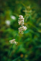 Blooming Phalaris arundinacea or reed canary grass on blurred green and bokeh background.
