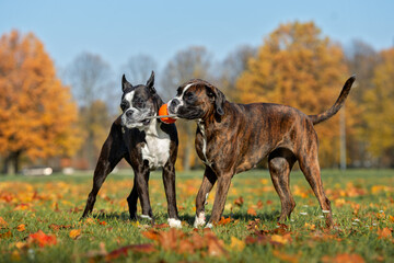 two boxer dogs playing tug with a toy in the park in autumn