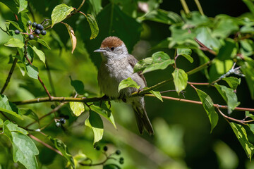 House Sparrow (Passer domesticus ) in natural background