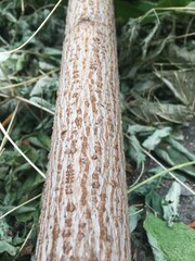 trunk of a tree