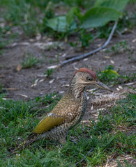 Close up of European green woodpecker (Picus viridis)