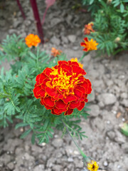 red and yellow flowers