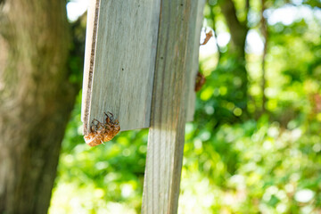 セミの抜け殻