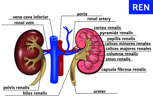 Kidney and adrenal gland - basic anatomy. The structure of the internal organs of man with descriptions. Vector illustration