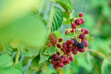 Wild blackberry bush with black and red berries