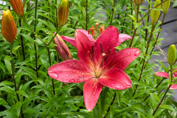 Lilies in the garden. After the rain.