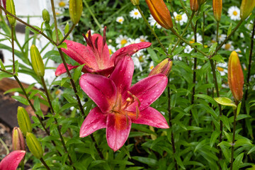 Lilies in the garden. After the rain.