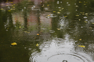 Raindrops on the surface of the puddle.