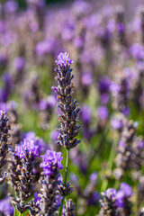 Lavender flowers