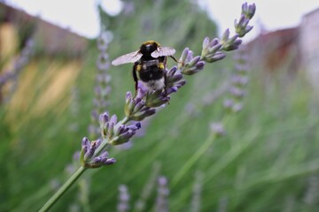 Bumble-bee or Humble-bee Sitting on Purple Flowering Plant from Behind. Bumblebee Pollinates Lavender in Czech Garden. 