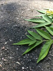Obraz premium green leaves on the ground