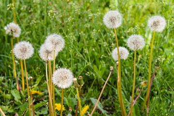 dandelions