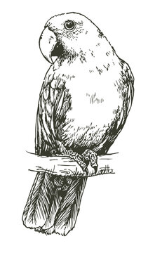 Hand drawn realistic sketch of an eclectus parrot, vector illustration