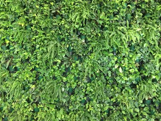 Vertical gardening. Green living wall of potted plants paportonica and Scindapsus Epipremnum