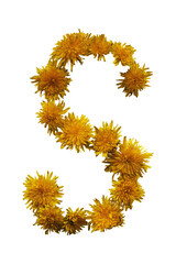 Uppercase letter S. From yellow spring flowers. On white background