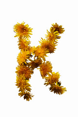 Uppercase letter K. From yellow spring flowers. On white background