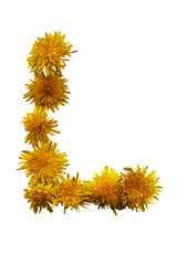 Uppercase letter L. From yellow spring flowers. On white background