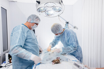 In a modern veterinary clinic, an operation is performed on an animal on the operating table in...