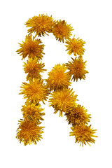 Uppercase letter R. From yellow spring flowers. On white background