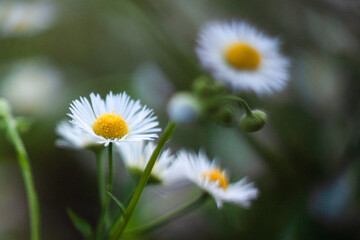 daisy in the grass