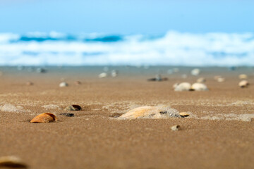 Fototapeta na wymiar sea ​​shore with a wave, wet sand and shells. Blurred background for design.