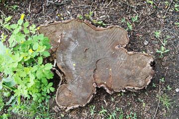 beautiful stump with green plants. Surrounded by land