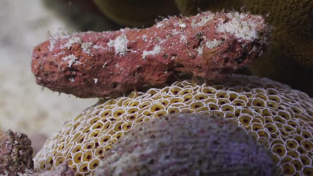 Close up of Flower Urchin (Collector Urchin) with large piece of rubble as camouflage in Koh Tao, Thailand
