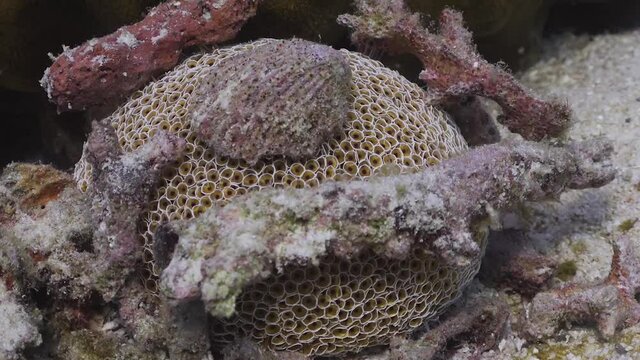Wide shot of Flower (Collector) Urchin with multiple pieces of rubble covering it, on Koh Tao, Thailand