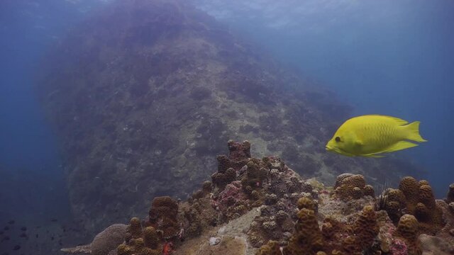 Yellow Slingjaw Wrasse swimming over coral reef landscape at Koh Tao, Thailand