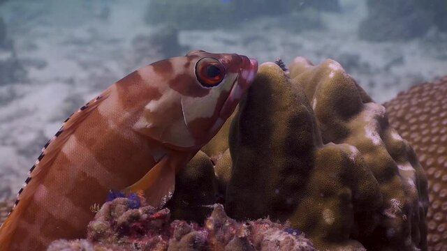 Blacktip Grouper resting on coral reef wide shot at Koh Tao, Thailand