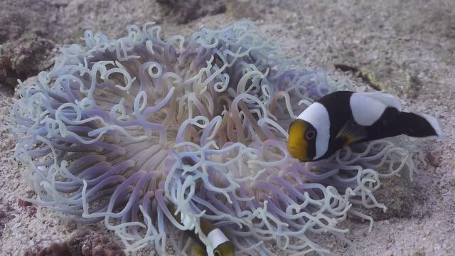 Saddleback Anemonefish living in a bleached anemone on Koh Tao, Thailand
