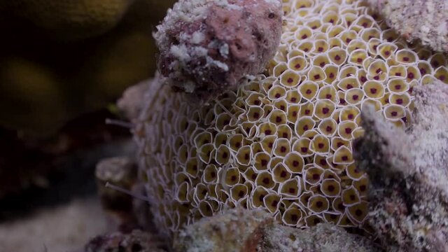 Close up shot of Collector Urchin (Flower Urchin) with rubble covering it, on Koh Tao, Thailand