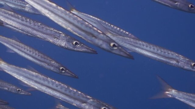 Yellow Tail Barracuda close up shot in Koh Tao, Thailand