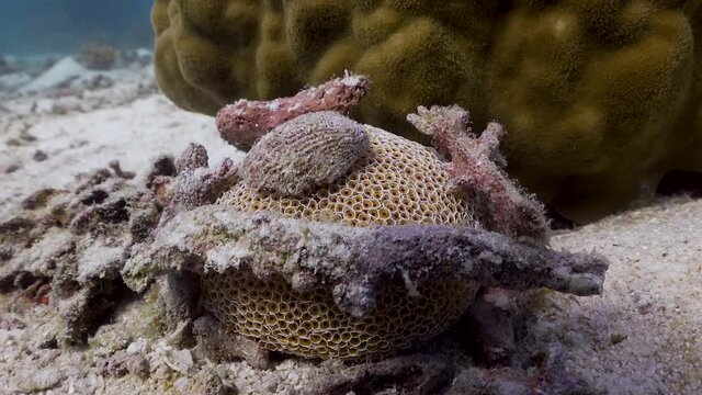 Wide shot of Collector Urchin (Flower Urchin) with rubble camouflage in Koh Tao, Thailand