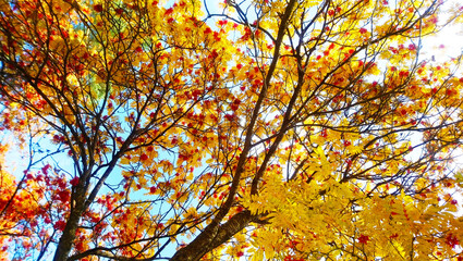 Yellow leaves and red clusters of Rowan.