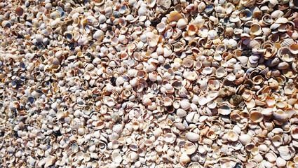 A beach consisting entirely of small shells.