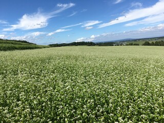 北海道剣淵町のそば畑