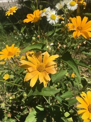 ellow flowers in the garden