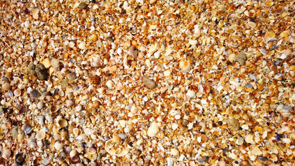 A beach consisting entirely of small shells.