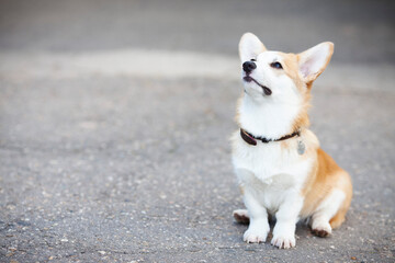 Pet care, playing and training concept. Corgi dog in the park, toys, accessories. Blurred background. Top view. Space for a text.