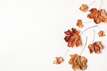 Autumn composition. Dried maple leaves on white background. Autumn, fall, thanksgiving day concept. Flat lay, top view