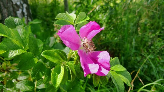 Blooming wild rose with green leaves in the wind. 