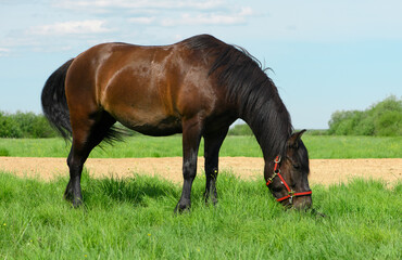 One bay horse with the red halter is standing on the pasture and eating the grass.