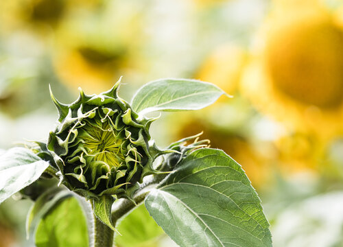 Sunflowers In The Fields Of Rural Oxfordshire